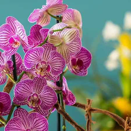 Lejlighed Les Orchidees Portail Louis Avec Spa