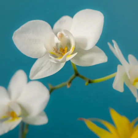 Les Orchidees Portail Louis Avec Spa * Saumur